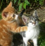 b&b guest house castle farms France St-maurice Haute-Loire 43 between Saint-Etienne & le Puy