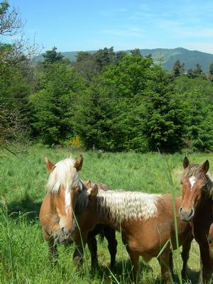 chambre hote ferme chateau St-maurice Haute-Loire 43 entre Saint-Etienne & le Puy