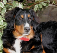 Hydra, chien des fermes du chateau en Haute loire