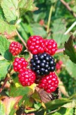 chambre hote ferme chateau St-maurice Haute-Loire 43 entre Saint-Etienne & le Puy